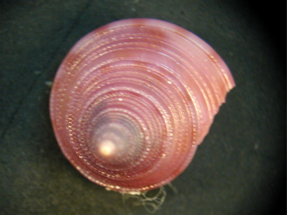 Calliostoma conolum viola & Raphitoma bicolor